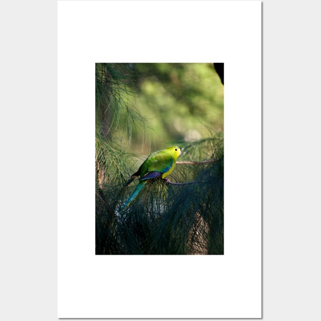 Orange Bellied Parrot Wall Art by GP1746